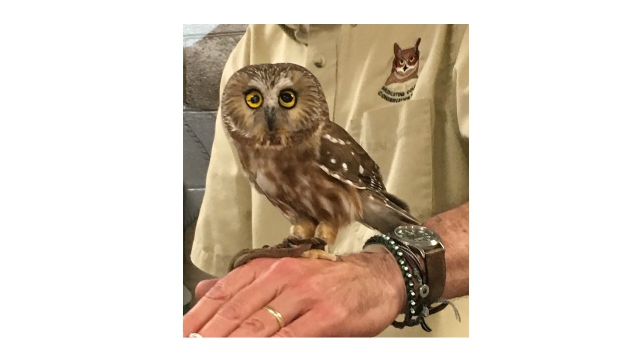 Animal Days Image