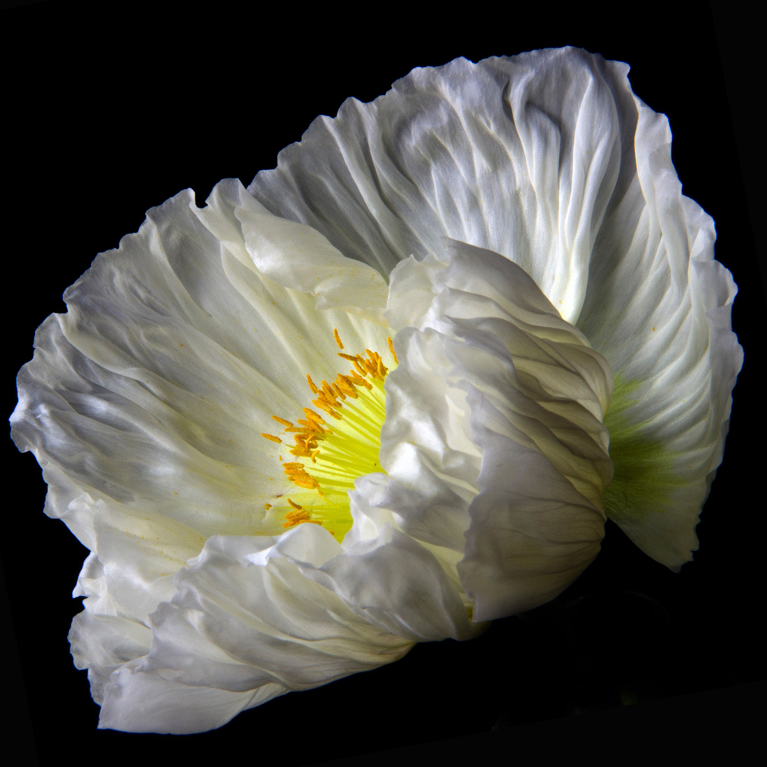 Poppy 0050