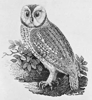 Artist Workshops for Kids with Miss Julie - Thomas Bewick's "Nature Illustration" - August 16 Image