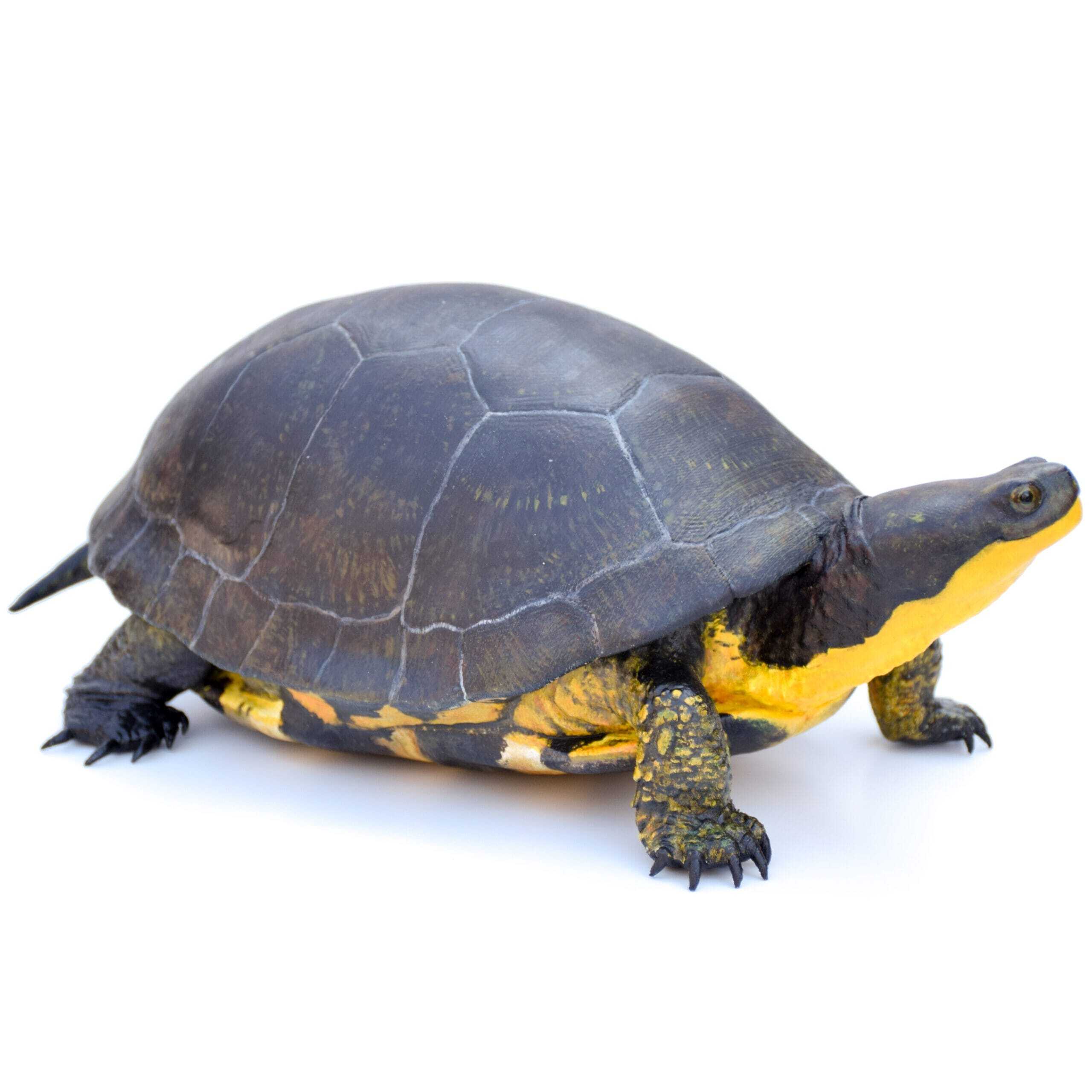 Live Reptiles with Muscatine County Conservation - Saturday, July 11, 2026 Image