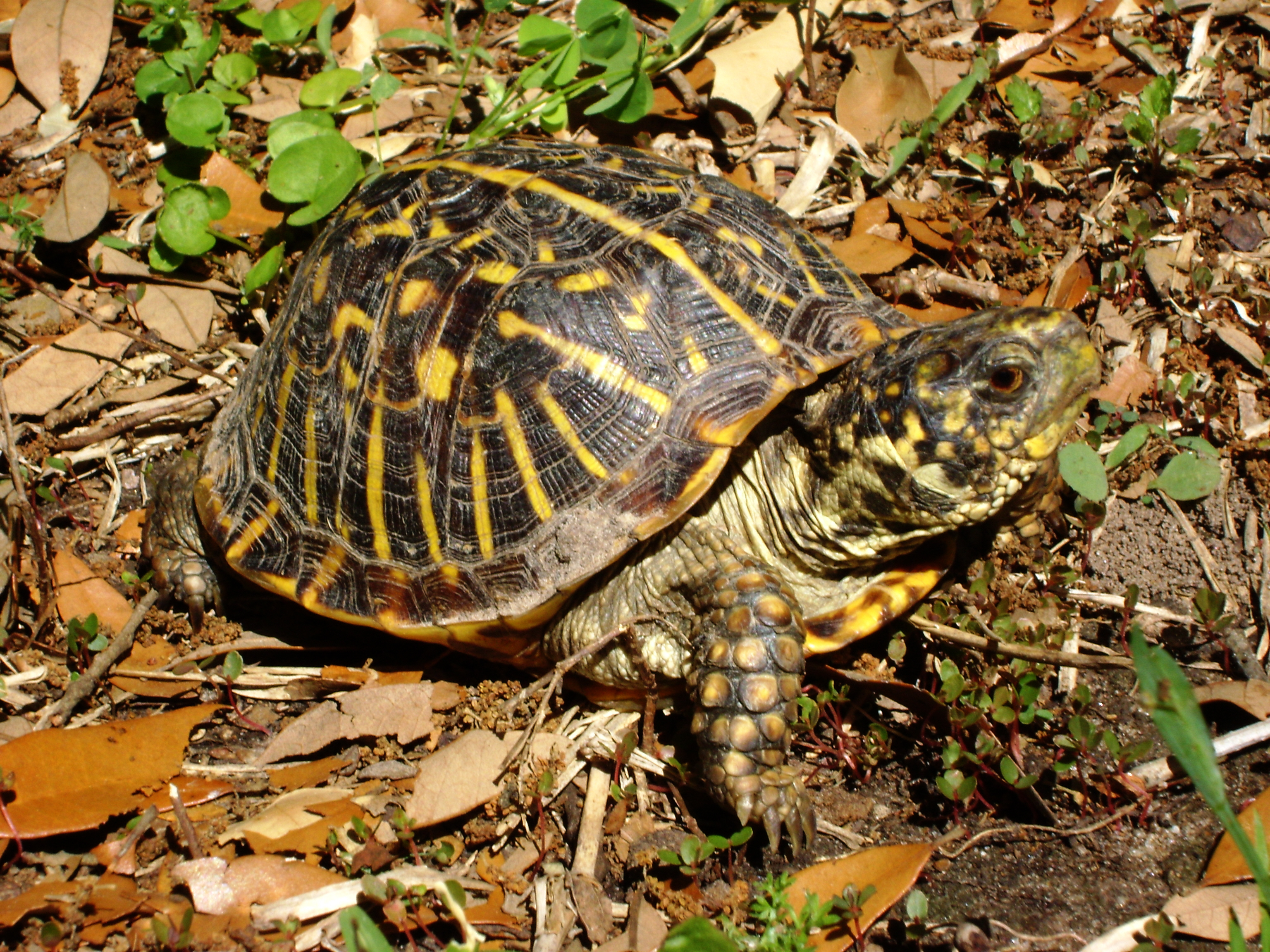 TURTLEMANIA! - Live Animals with Muscatine County Conservation - August 23 Image