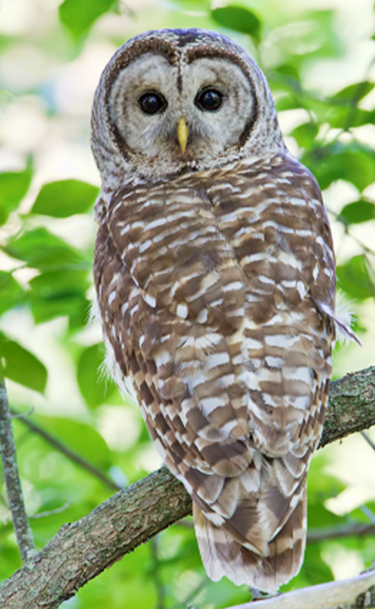 Live Raptors with Muscatine County Conservation - June 17 Image