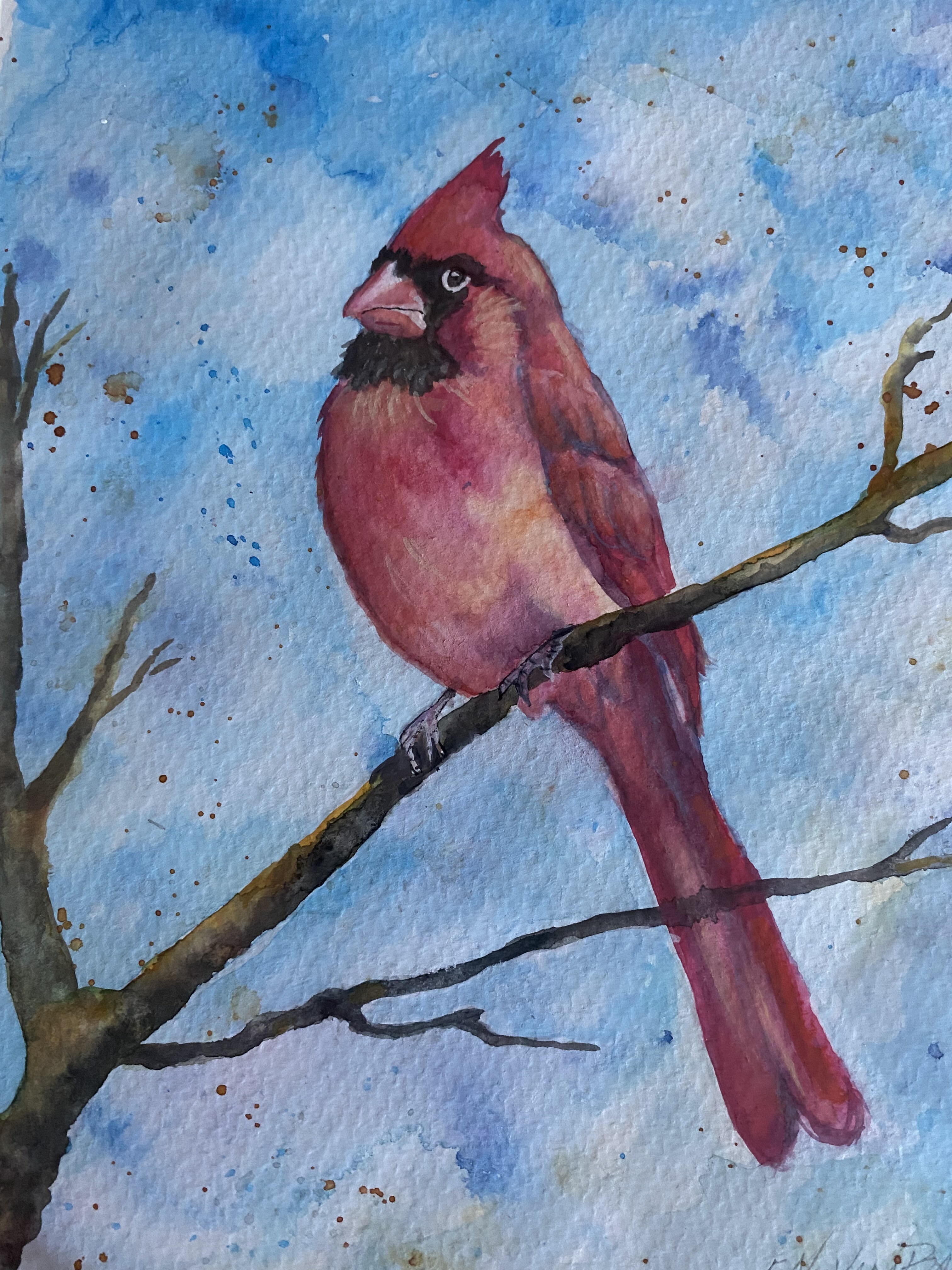 Red Barn Studio - Cardinal on a Branch - May 5 Image