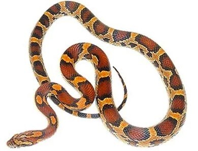 Fathers in the Animal Kingdom with Muscatine County Conservation - June 14 Image