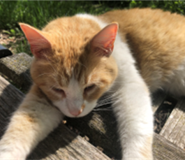 Free Family Event: CATurday - February 11 Image