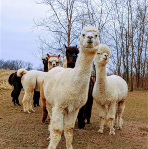 Needle Felted Leprechauns at Silver Bell Hollow Alpaca Farm- March 4 Image