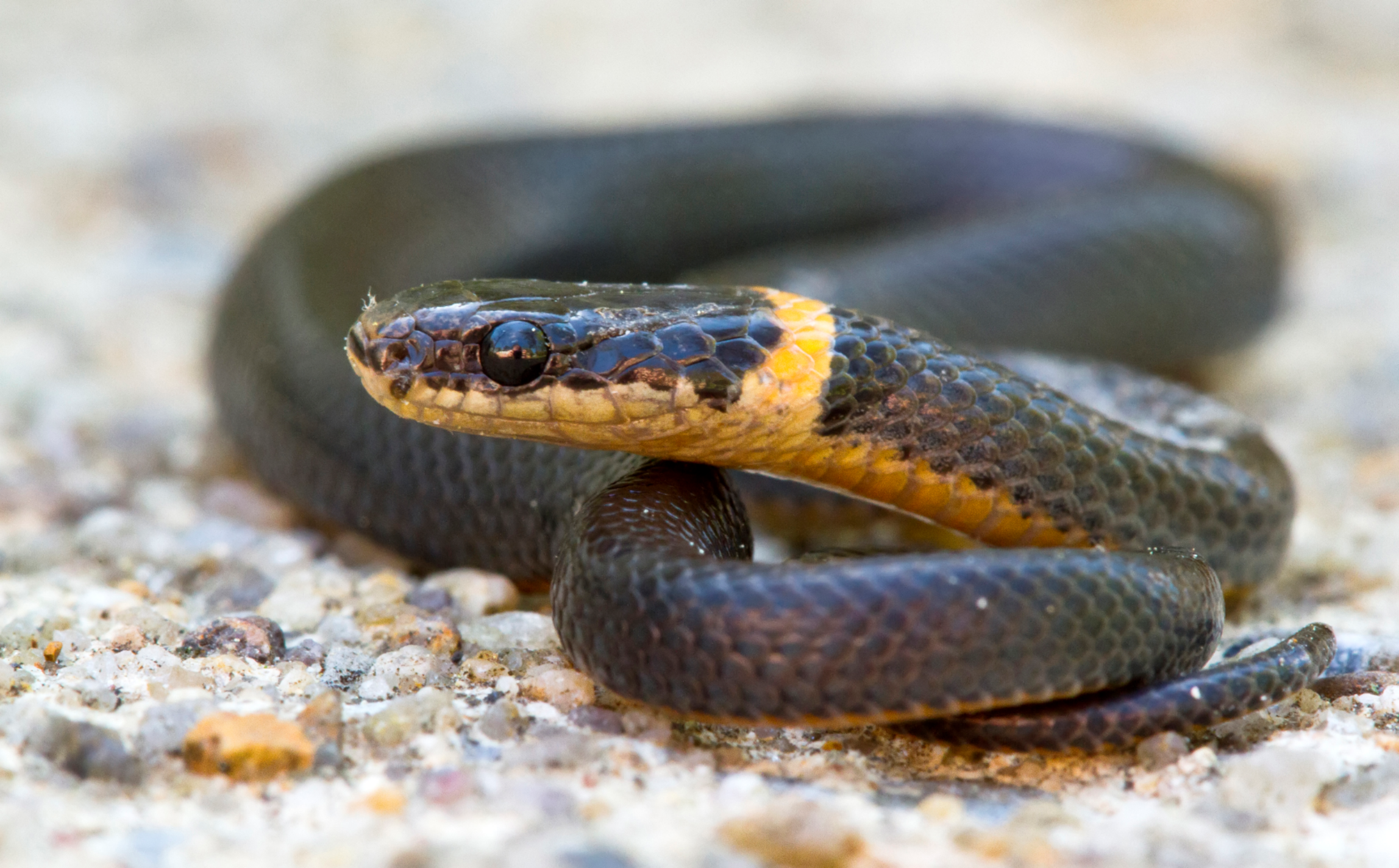 Live Animals with Muscatine County Conservation- Snakes - May 21 Image