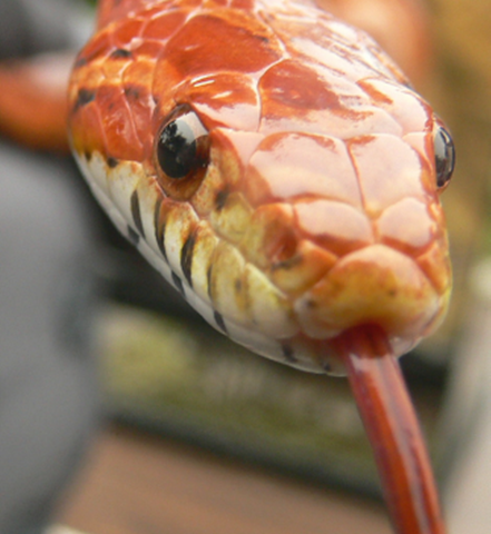 Live Reptiles with Muscatine County Conservation - May 6 Image