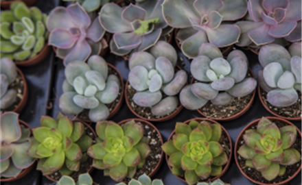 All About Succulents with Bonnie Buelt - June 4 Image
