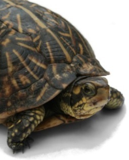 Nature in the Garden- Turtles Image