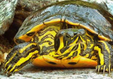 Live Animals with Muscatine County Conservation- Turtles - June 11 Image